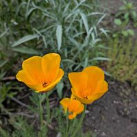 カリフォルニアポピーの画像