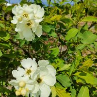 シレネ,リキュウバイ,ガーデニング,花のある暮らし,今日のお花の画像