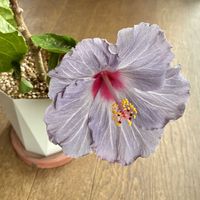 ハイビスカス,ハイビスカス　ケイト,ジャングル化計画,部屋の画像