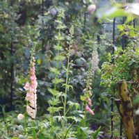 白モッコウバラ,デルフィニウム,バラ アルテミス,カインダブルー,ラークスパー アールグレイの画像