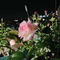 バラ,バラ　ニンファ,バラを楽しむ,ベランダの画像