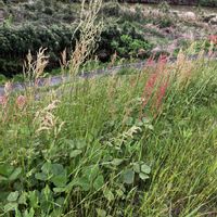 ニワゼキショウ,スイバ,エゴノキの花,むくどり,かなめもちの画像