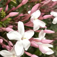 ジャスミン,ジャスミン,金曜日の蕾たち,愛犬と散歩( ᐡ ᵔᴥᵔ ᐡ )の画像