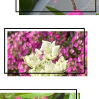 緑のある暮らし,ピンクのお花,可愛いお花,我が家のお花,愛らしいの画像