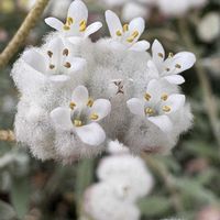 アリッサム,ライスフラワー,ディクラスティリス・グロビフローラ,寄せ植え,鉢植えの画像