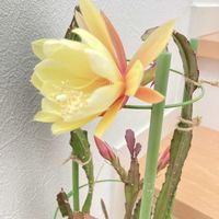 月下美人,鉢植えの画像