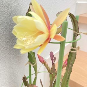 月下美人,鉢植えの画像