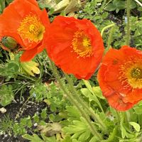 ポピー,ポピー畑の画像