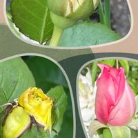 ブルームーン,ピエールドゥロンサール,天津乙女,緑のある暮らし,可愛いお花の画像