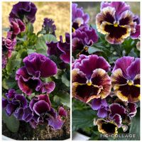 カモミール,オステオスペルマム,ジャーマンカモミール,ビオラ タイガーアイ,タイガーアイの画像