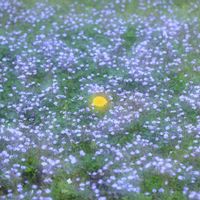 タンポポ,ムラサキサギゴケ,カメラ好き☆,平塚花菜ガーデン,多重露光の画像