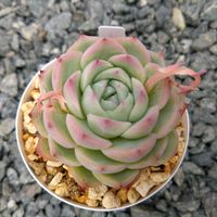 スイレン,ヒアリウム,アイスグリーン,ペルセウス。,GXの画像