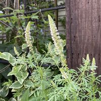 バーバスカム サザンチャーム,スイートロケット,レセダ アルバ,ナチュラルガーデン,種からの画像