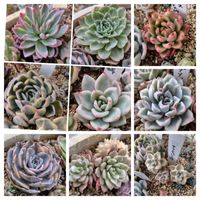 ティテュバンス錦,ライム&チリ錦,マケベニア錦,ピンクルルビー錦,バイオレットクィーン錦の画像