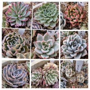 ティテュバンス錦,ライム&チリ錦,マケベニア錦,ピンクルルビー錦,バイオレットクィーン錦の画像