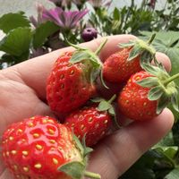 イチゴ,とちおとめ,苺(とちおとめ),和菓子  スィーツ,苺(とちおとめ)の実の画像