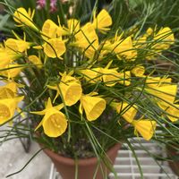 スイセン,小さな庭の画像