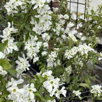 イカリソウ,シャクナゲ,シラネアオイ,リキュウバイ,ヤブイチゲ白の画像