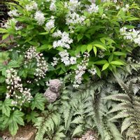 ヒメウツギ,ヒューケレラ,ニシキシダ シルバーフォール,ヒューケレラ フレッシュグリーン,ヒメウツギ ライムシャンデリアの画像