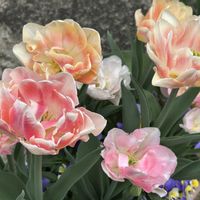 シバザクラ,八重咲きチューリップ,花のある暮らし,春のお花,小さな庭の画像