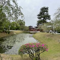 スイレン,マツ,枝垂れ桜,平戸ツツジ,新緑 青もみじの画像