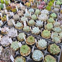 多肉植物,多肉大好き,洋ラン,つぶつぶ,ぷりぷり多肉の画像