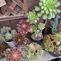 サンバースト綴化,茜の塔錦,ムーンバースト,アエオニウム 属,トラディスカンティア･ナヌークの画像