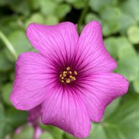 オキザリスの画像