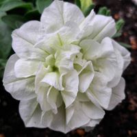 ツバキ,クレマチス　もも,クレマチス　もも,アマドコロ　大和錦,アマドコロ　大和錦の画像