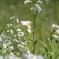 ヒメジョオンの画像