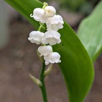 オキザリス,シラン,スズラン,ヒイラギ,ネモフィラ・マキュラータの画像