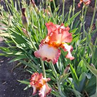 ジャーマンアイリス,シラン,アイスランドポピー,矢車草,姫ウツギの画像