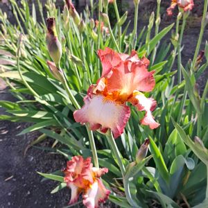 ジャーマンアイリス,シラン,アイスランドポピー,矢車草,姫ウツギの画像