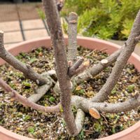 ハイビスカス,今日の一枚,おうち園芸の画像