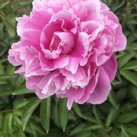 クリスマスローズ,シャクヤク,チューリップ,バラ,ゲラニウム　(フウロ草)の画像