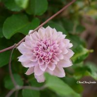 クレマチス,クレマチス　ゆいか,ベランダガーデン,ガーデニング,ベランダガーデニングの画像