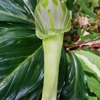 テンナンショウ,かわいい,球根,球根植物,山野草の画像