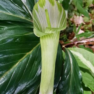 テンナンショウ,かわいい,球根,球根植物,山野草の画像