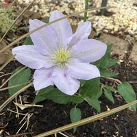 クレマチス,クレマチス チェルシー,お花,おうち園芸,庭の画像