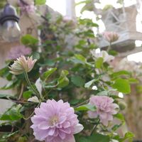 クレマチス,クレマチス　ゆいか,ベランダガーデン,ガーデニング,ベランダガーデニングの画像