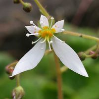 アジュガ,ユキノシタ,ユキノシタ,ユキノシタ,小さな庭からの画像