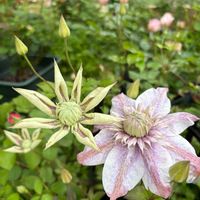 クレマチス,クレマチス春姫,クレマチス 水面の妖精,花のある暮らし,緑のある暮らしの画像