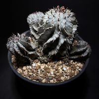 ユーフォルビア 白肌ホリダ,ユーフォルビア,花芽,ユーフォルビア属。,白肌ホリダの画像