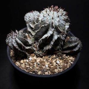 ユーフォルビア 白肌ホリダ,ユーフォルビア,花芽,ユーフォルビア属。,白肌ホリダの画像