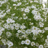 カスミソウの画像