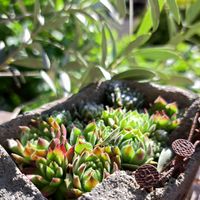 オリーブ,センペルビウム,植中毒,植物好き,ベランダの画像