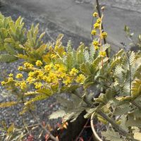 ミモザ,クレマチス  カートマニージョー,クレマチス　ぺトリエイ,花のある暮らし,GSのみなさんに感謝♡の画像