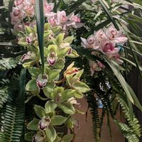 シンビジウム,ネフロレピス,ネフロレピス  ツデー,観葉植物,シダ植物の画像