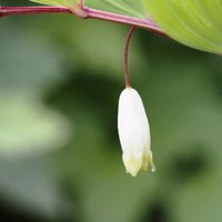 アマドコロ,仲良し,花のある暮らし,おうち園芸,癒しの時間♡の画像