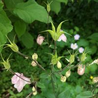 オキザリス,オダマキ,オダマキ,ミヤコワスレ,山紫陽花の画像